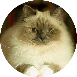 Pet